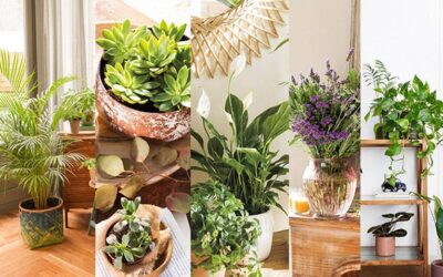 Conoce los beneficios de tener plantas naturales en casa